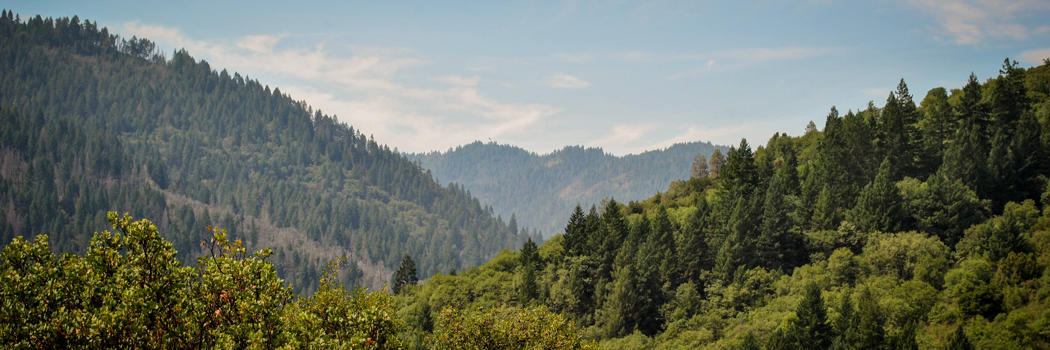 View of the Mendocino Forest.